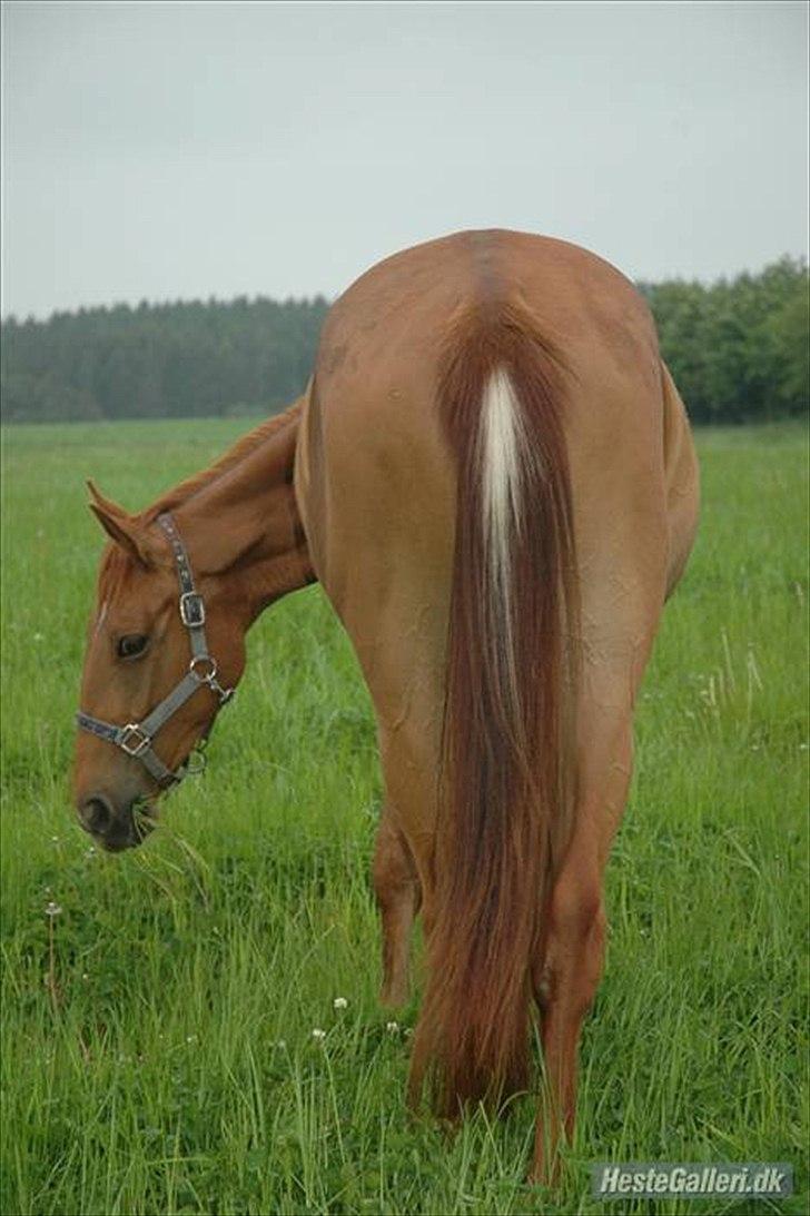 Anden særlig race Maagaards Belle Bizarre - Belles advarsels stribe (: billede 3