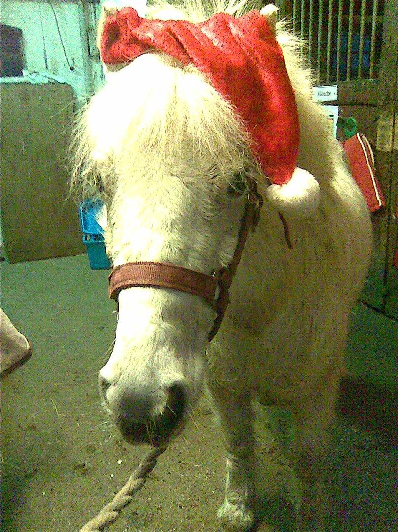 Anden særlig race Lilo - jul billede 10