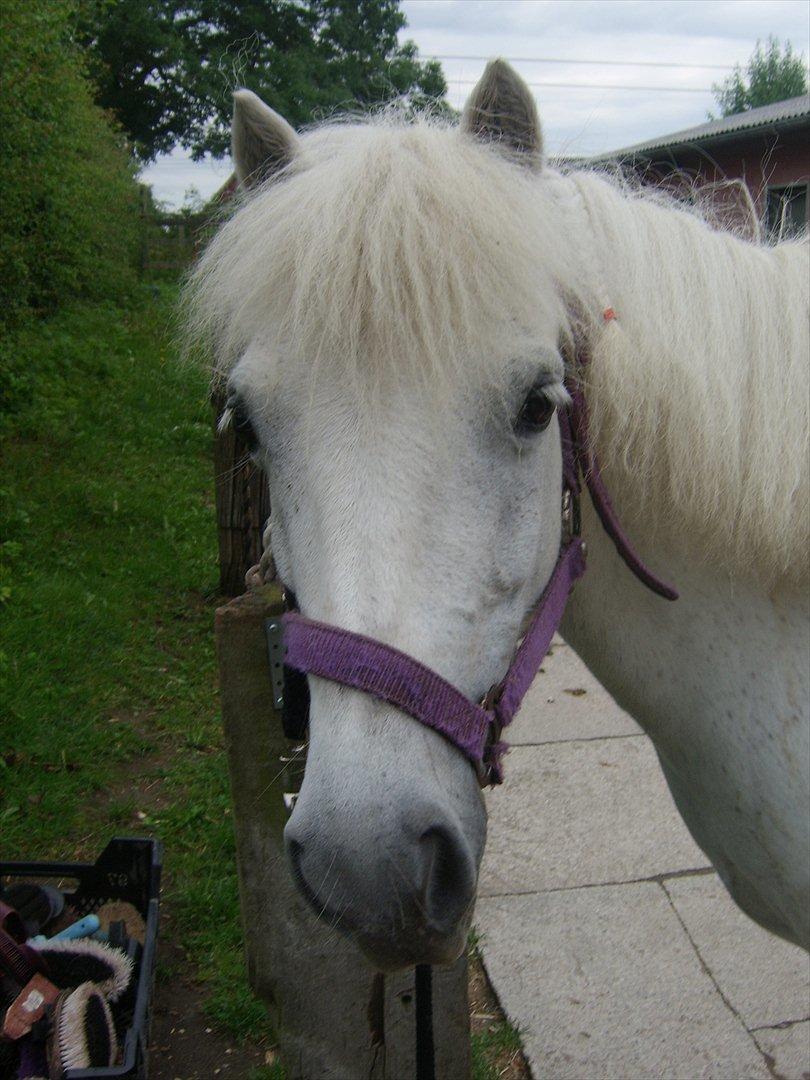 Anden særlig race Lilo billede 12