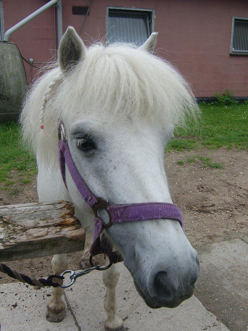 Anden særlig race Lilo billede 11