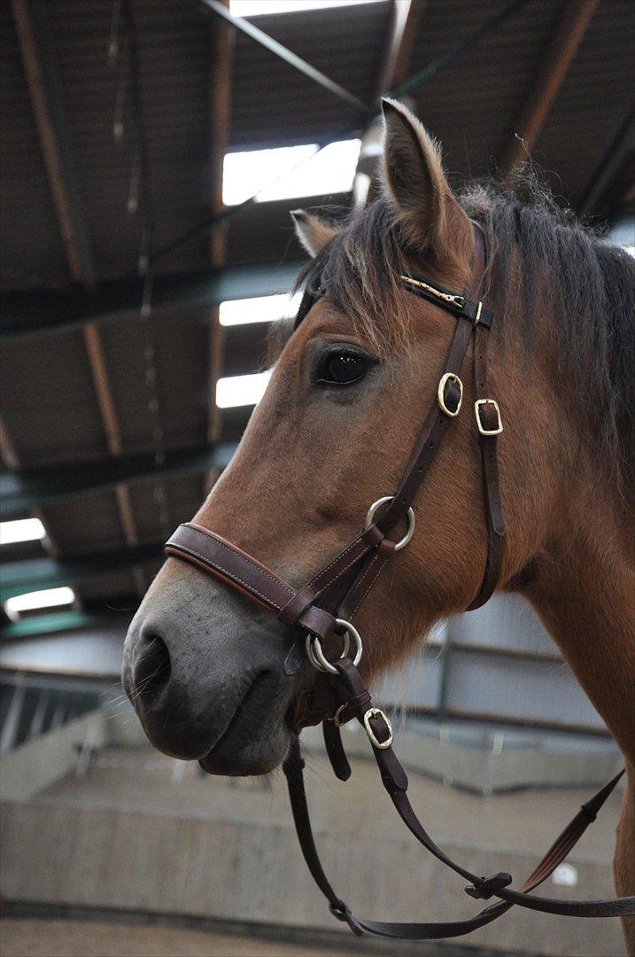 Anden særlig race Lukas  R.I.P billede 1