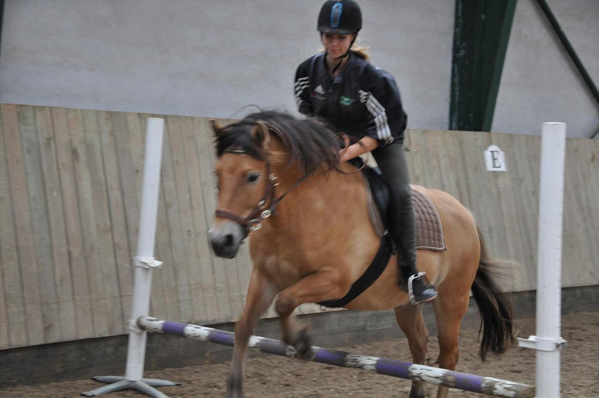 Anden særlig race Lukas  R.I.P billede 3