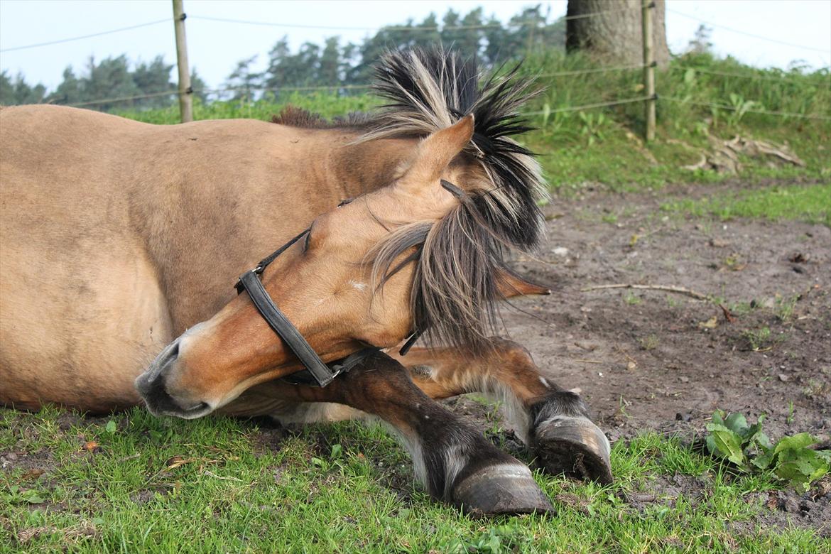 Anden særlig race Isabella<3 billede 29