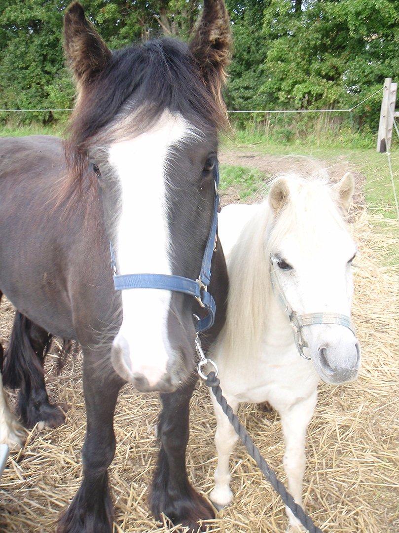 Anden særlig race Merrylegs billede 15