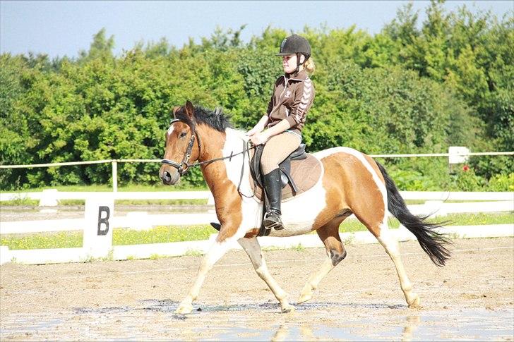 Pinto Mille - :')♥ Foto: mig billede 3