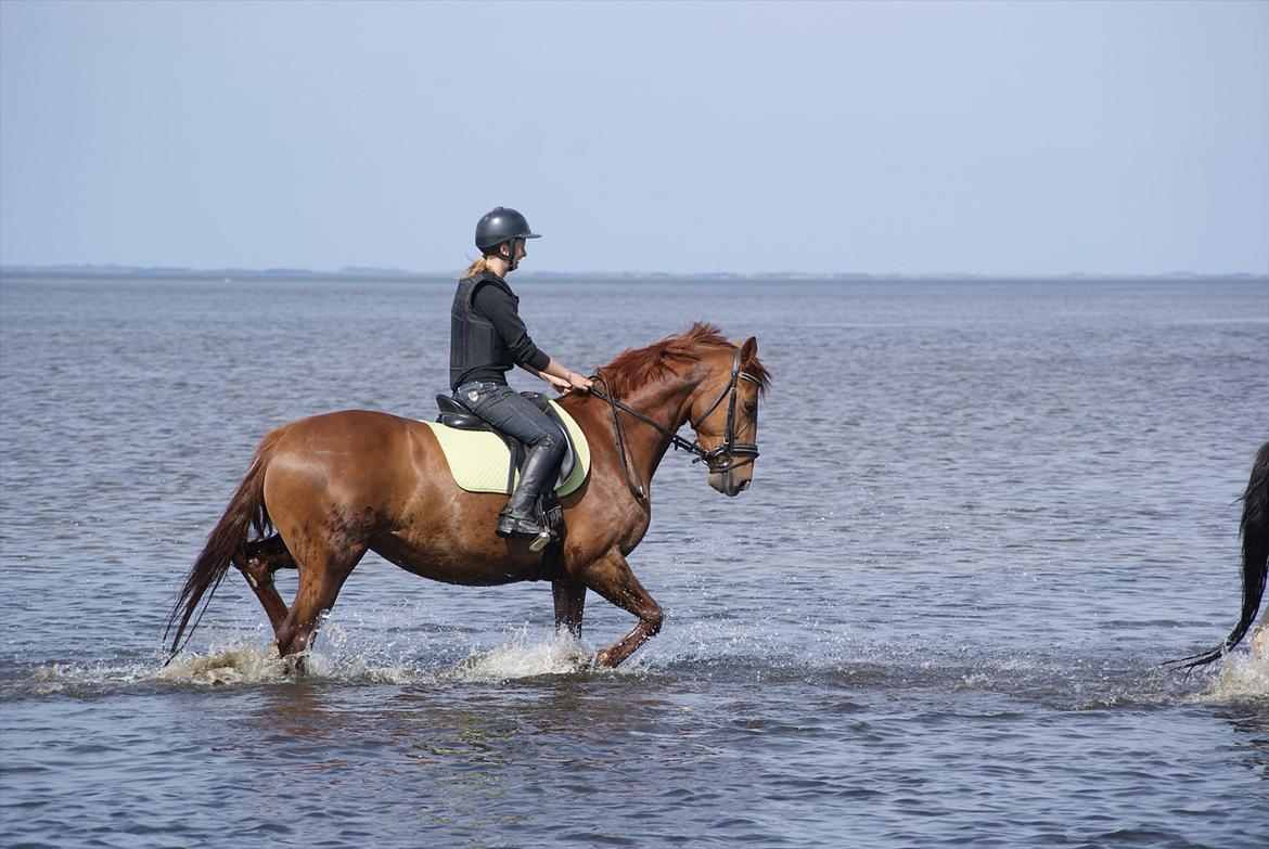 Anden særlig race Maagaards Belle Bizarre - Sommer 2011 - Ringkøbing fjord, ridelejre billede 11