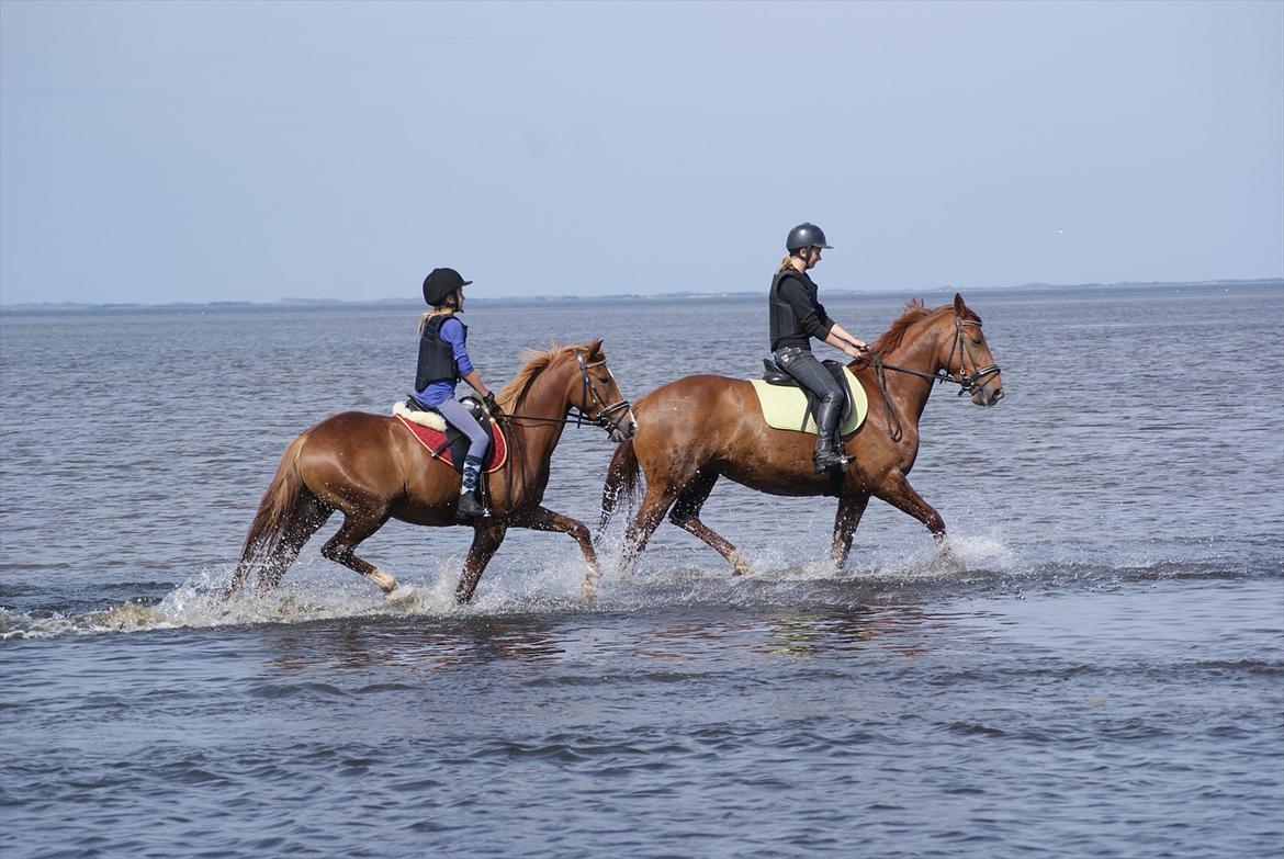 Anden særlig race Maagaards Belle Bizarre - Sommer 2011 - Ringkøbing fjord, ridelejre billede 12