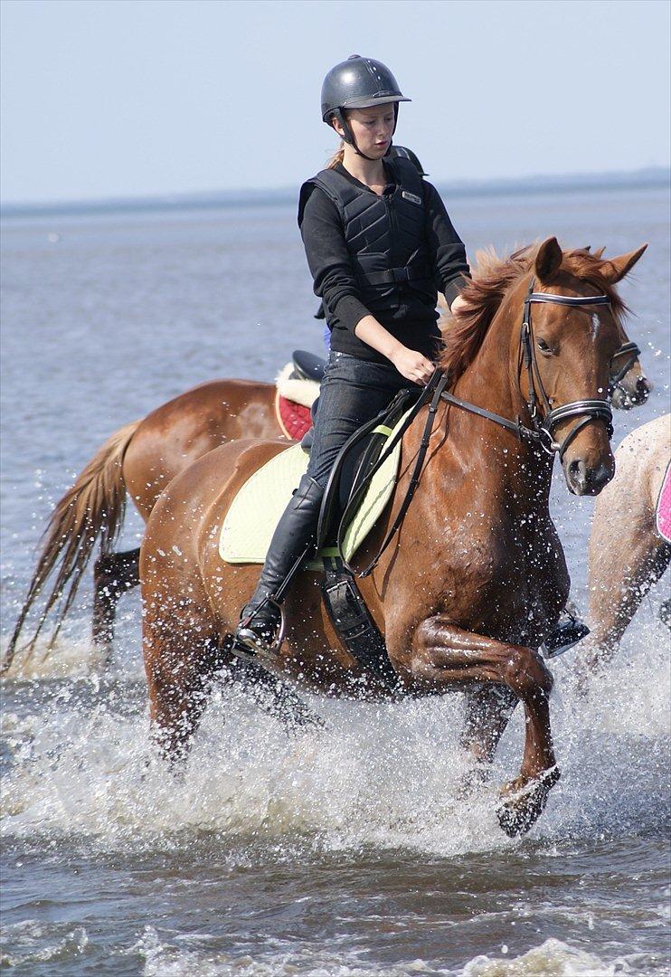 Anden særlig race Maagaards Belle Bizarre - Sommer 2011 - Ringkøbing fjord, ridelejre billede 13