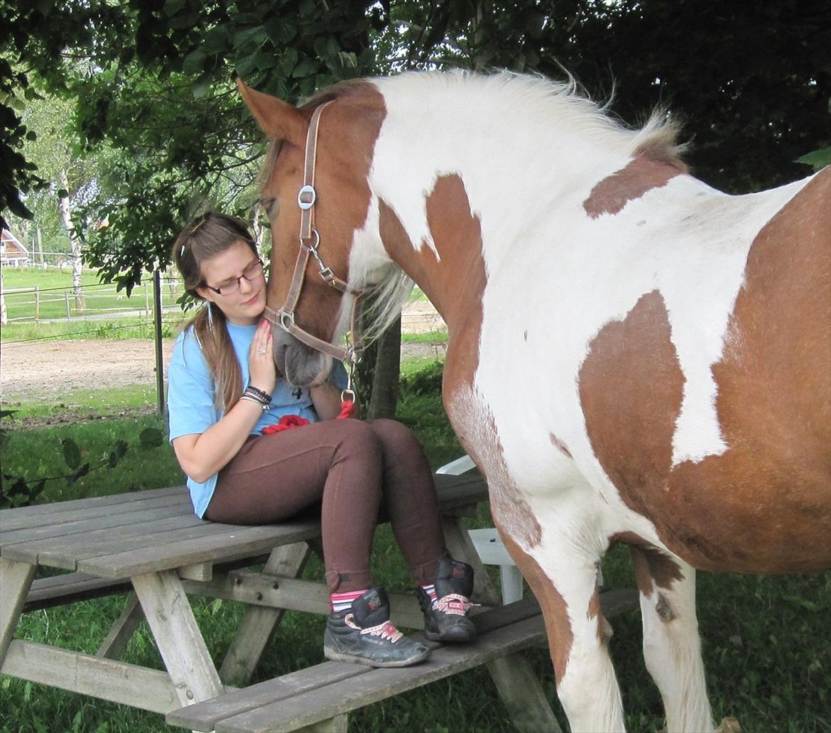 Irish Cob Indy billede 5