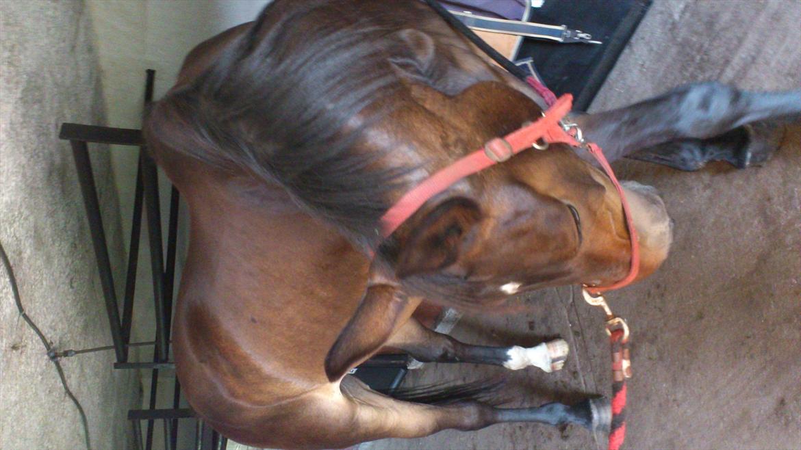 Oldenborg Damien  "sendt tilbage"  - første dag hjemme  billede 4