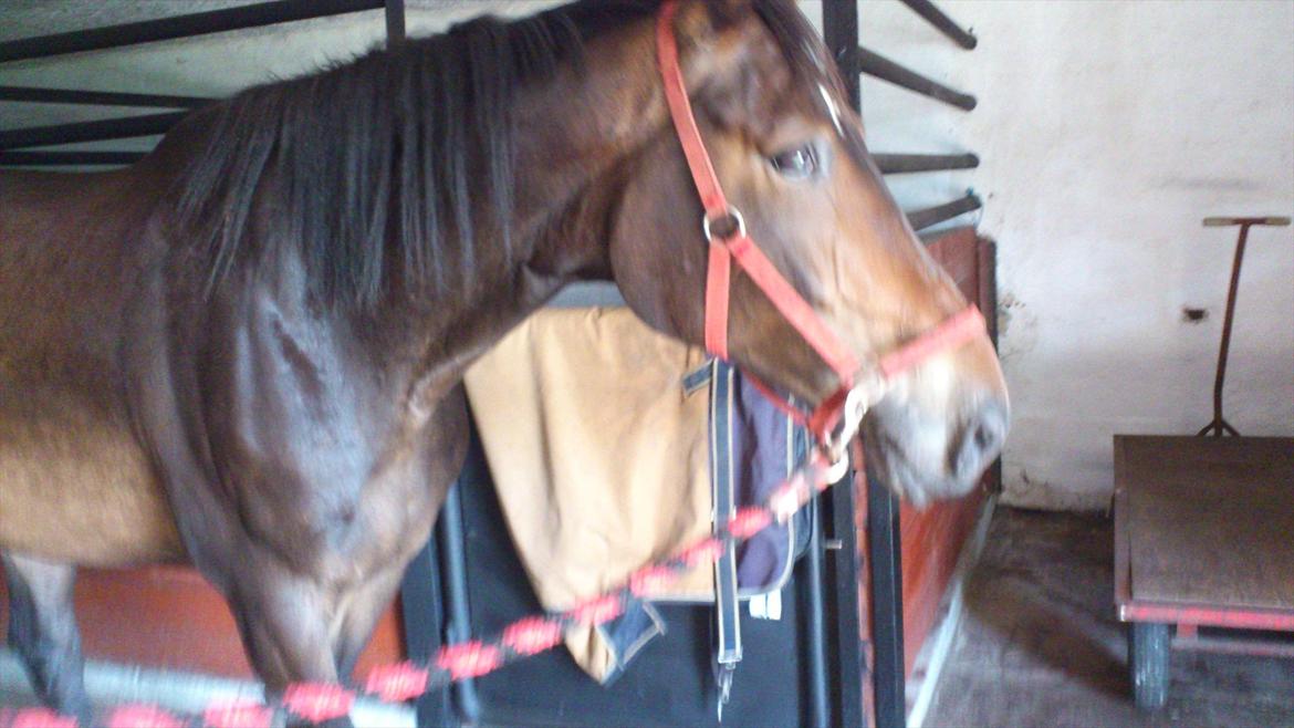 Oldenborg Damien  "sendt tilbage"  - første dag hjemme . første gang man blev strilet  billede 5