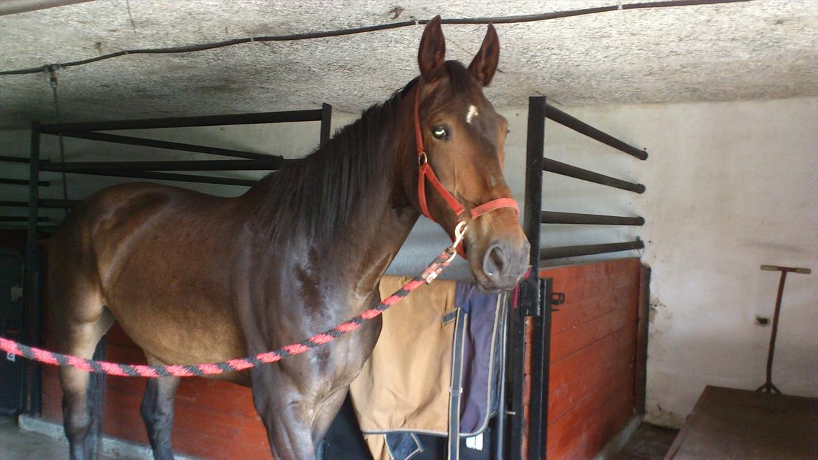 Oldenborg Damien  "sendt tilbage"  - se hvor flot jeg er .. første dag i mit nye hjem hos anja billede 6