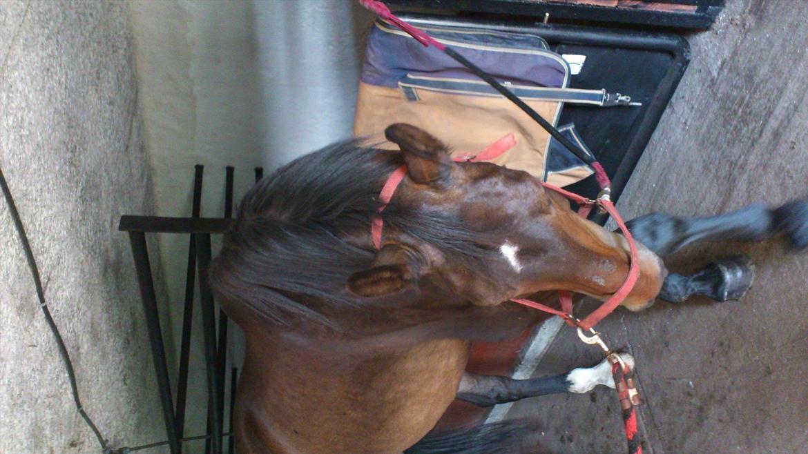 Oldenborg Damien  "sendt tilbage"  - første dag hjemme .. gider ikke alle de billeder  billede 7