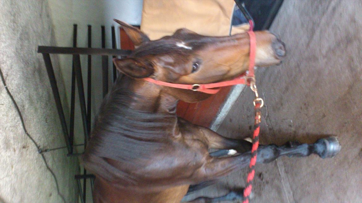 Oldenborg Damien  "sendt tilbage"  - første dag hjemme billede 8