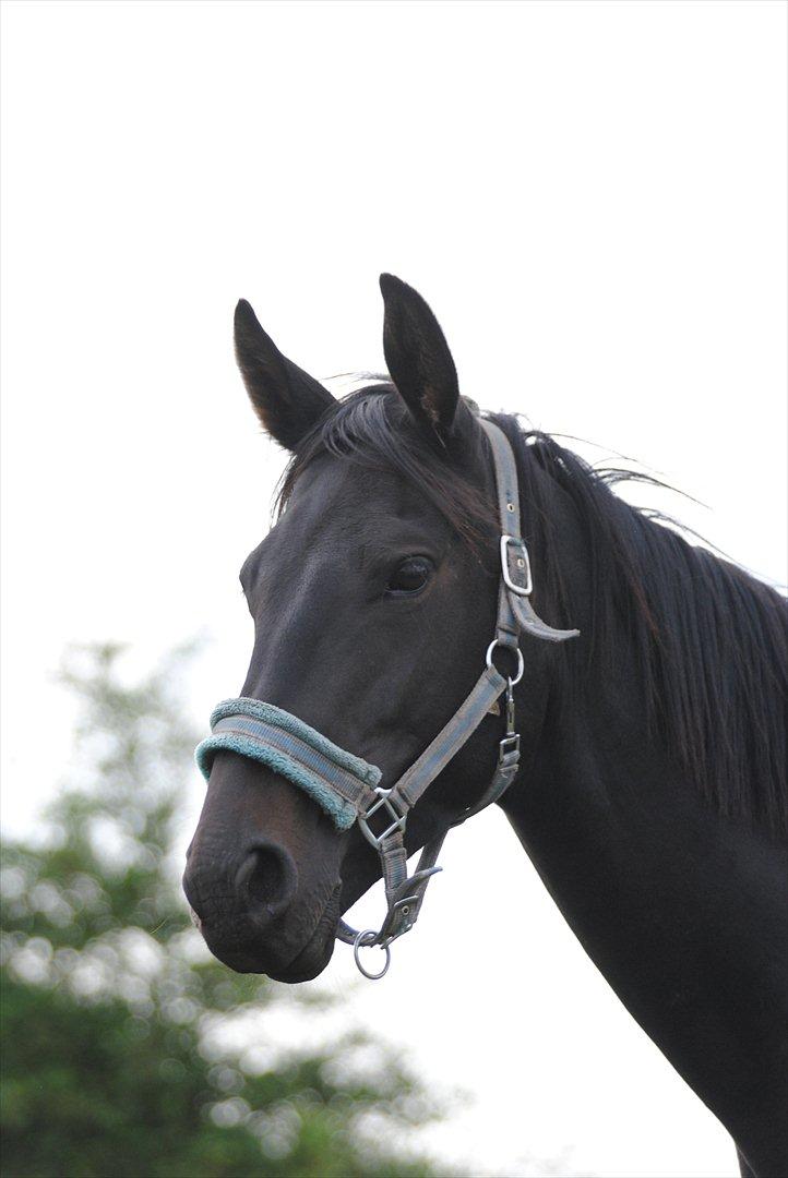 Oldenborg HH´s Theodor aka. Tiger-dyret <3 - Velkommen til Tiger-Dyret's profil :D billede 1