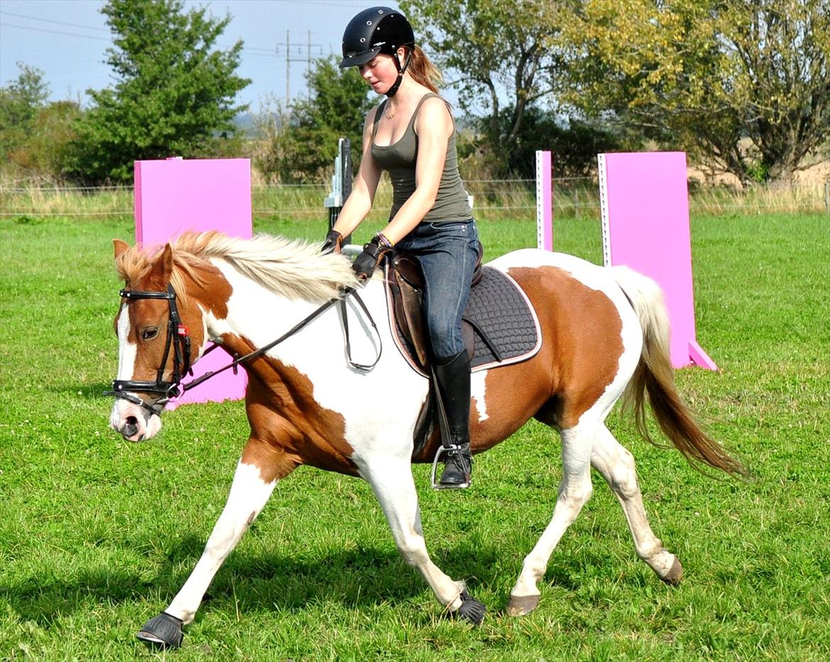 Pinto Beauty 'stjerneponyen!'  - Smukke fantastiske enormt dejlige pony :D <3 ~Foto: Nadja Larsen~ billede 13