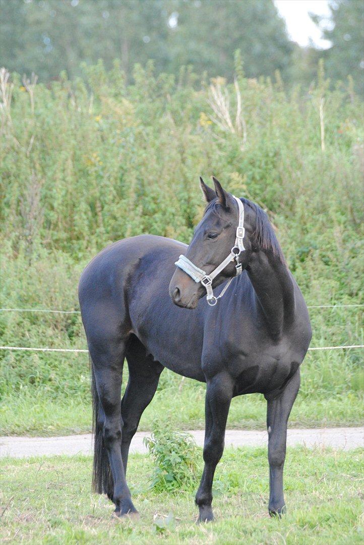Oldenborg HH´s Theodor aka. Tiger-dyret <3 - Nuurg :I billede 3