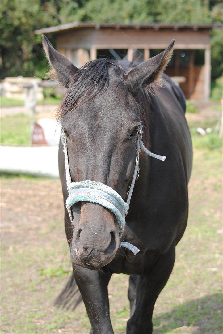 Oldenborg HH´s Theodor aka. Tiger-dyret <3 - TIGER-DYRET!! :D billede 4