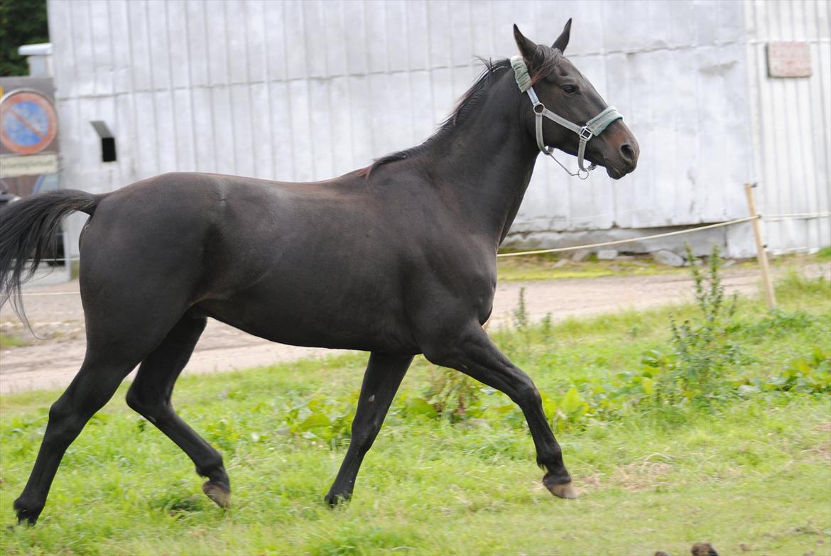 Oldenborg HH´s Theodor aka. Tiger-dyret <3 - lidt trav på folden :P billede 5