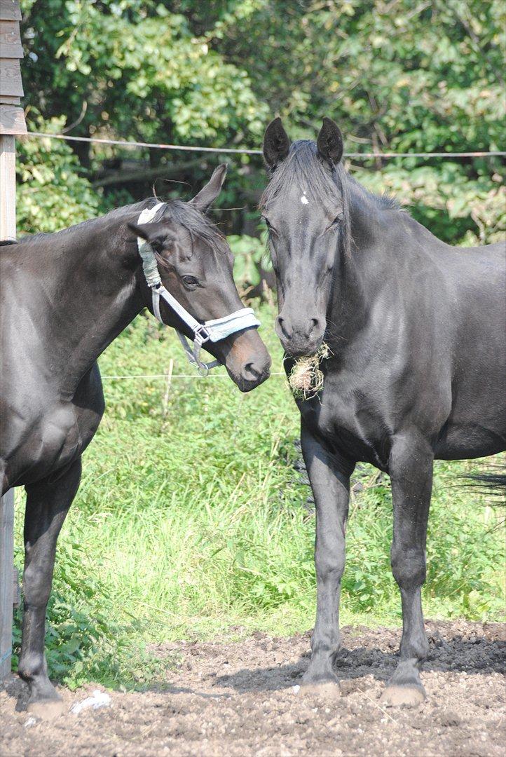 Oldenborg HH´s Theodor aka. Tiger-dyret <3 billede 6