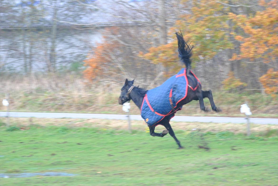 Oldenborg HH´s Theodor aka. Tiger-dyret <3 - Yiiiihhhhaaaa!!! xD

Vinteren '10 billede 7