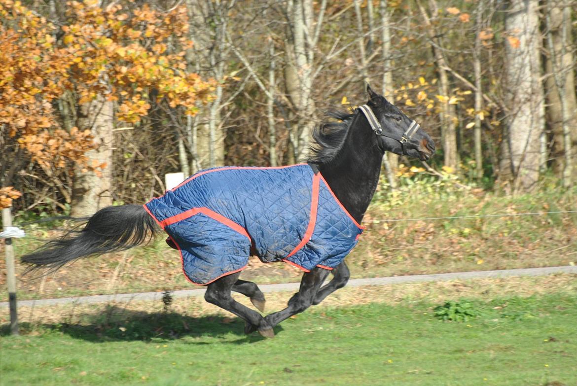 Oldenborg HH´s Theodor aka. Tiger-dyret <3 billede 8