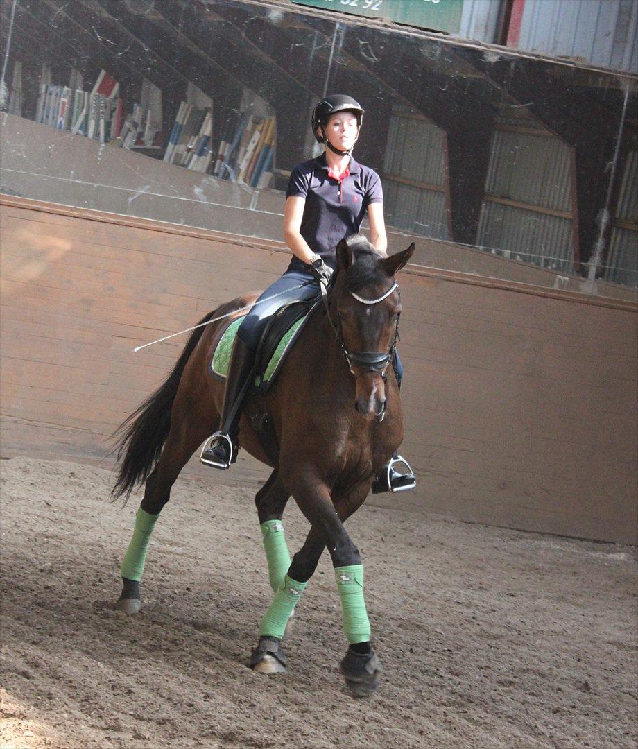 Dansk Varmblod Ullerups Dirk <3 billede 4