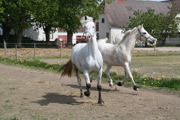 Anden særlig race Elvis billede 20