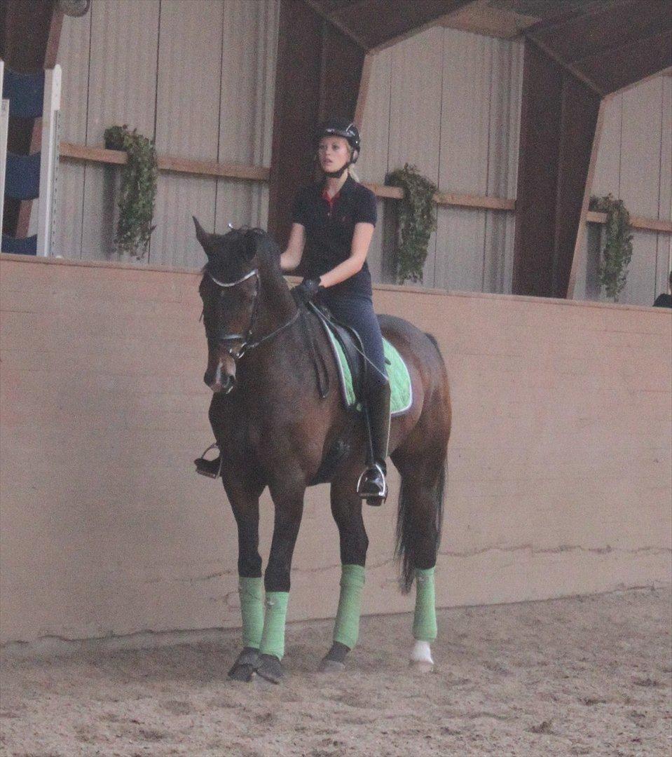 Dansk Varmblod Ullerups Dirk <3 billede 17