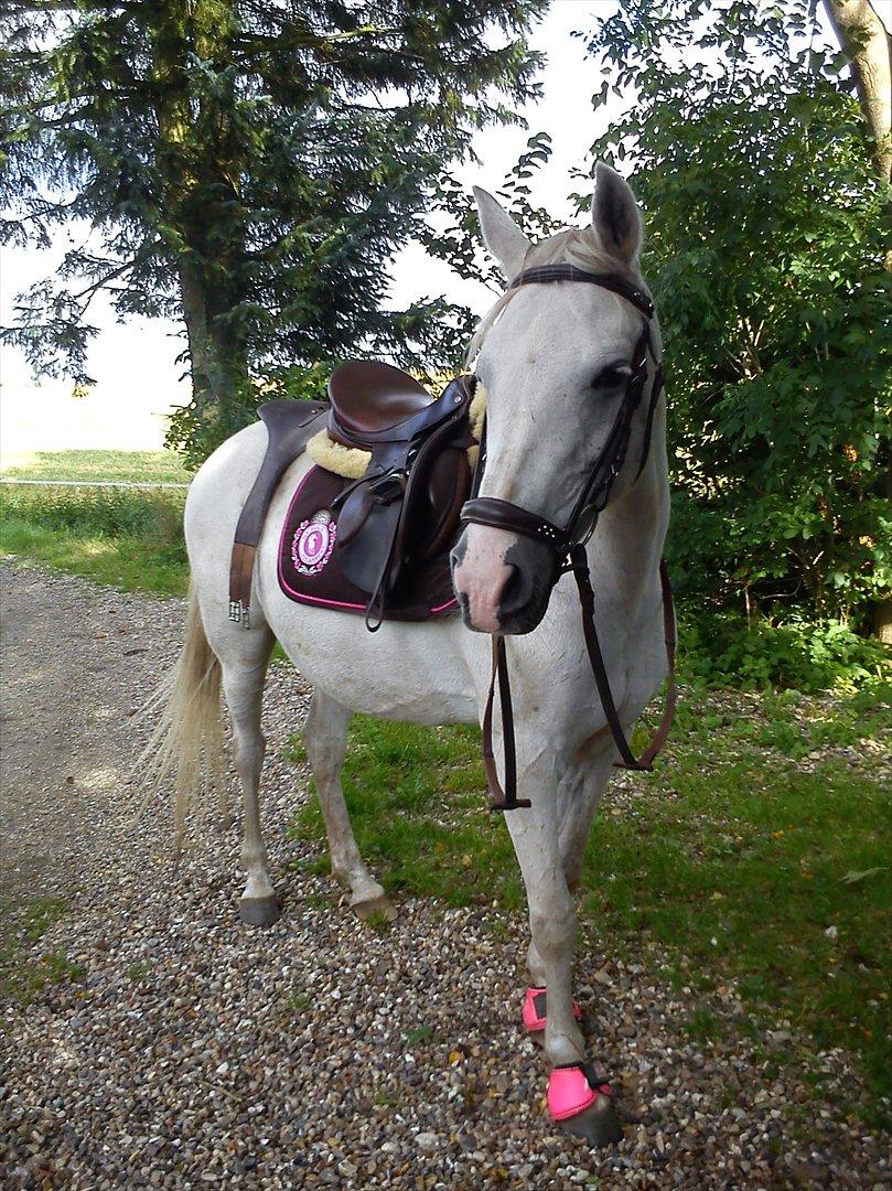 Anden særlig race (OX) Møgelvang's Magi!<3SOLGT!<3 - Opsadling - Tror magi nød at komme i skoven og få lov til at jordre!!! :-D billede 13