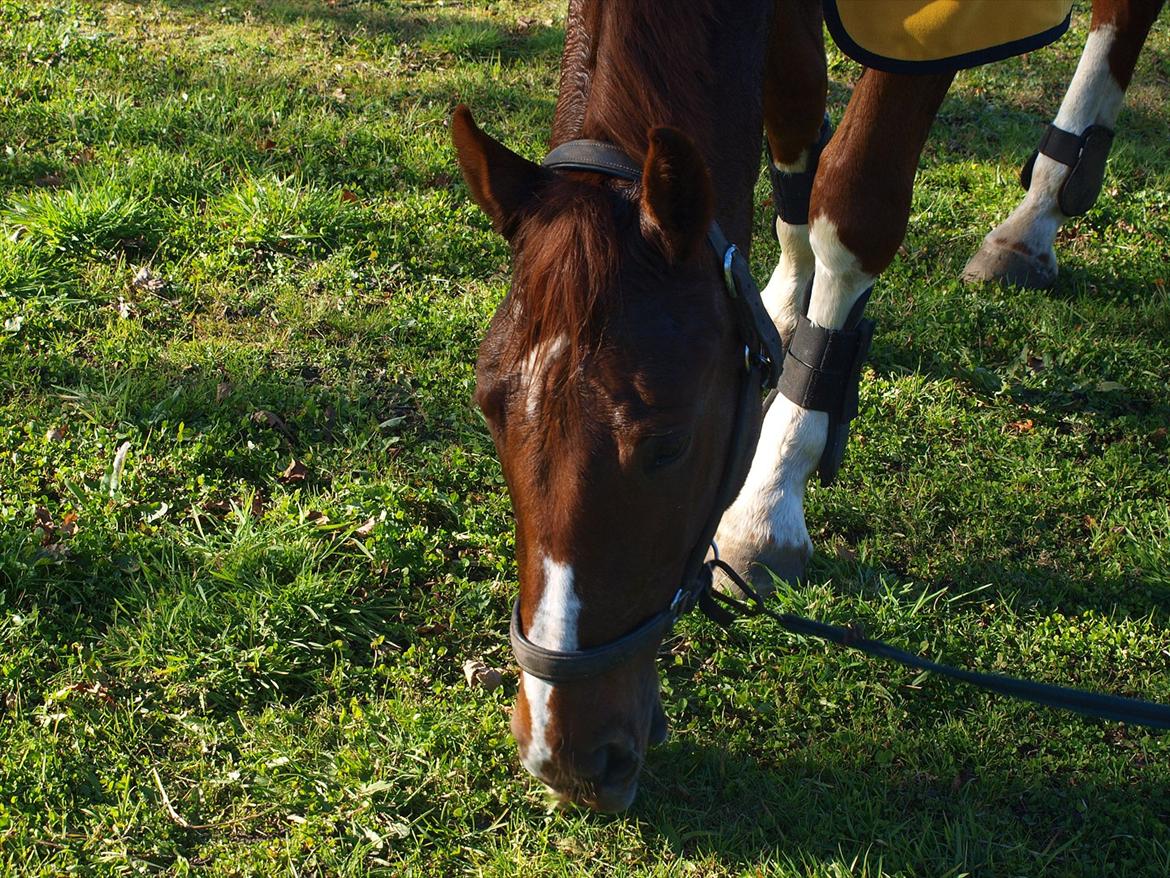 Holstener Monique billede 3