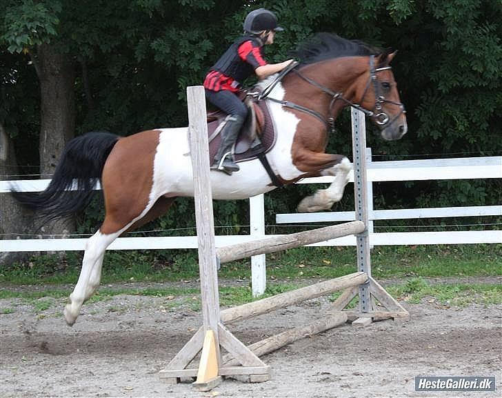 Anden særlig race Indi Falcon - Sommer 2008. Starten på et helt fantastisk eventyr foto: Sarah R. billede 9