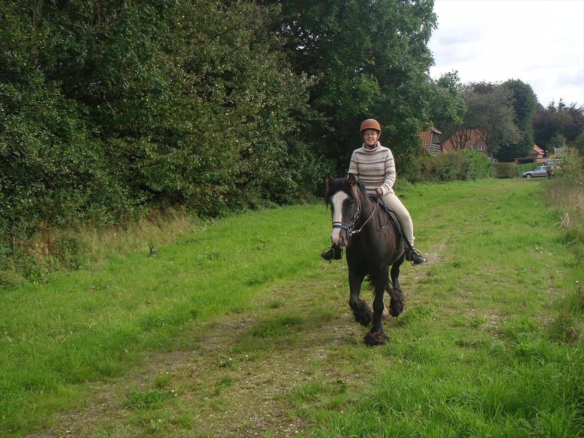 Irish Cob Kloster's Maxi - *vikarhesten* - på tur og Maxi viser at han faktisk godt kan trave lidt billede 11