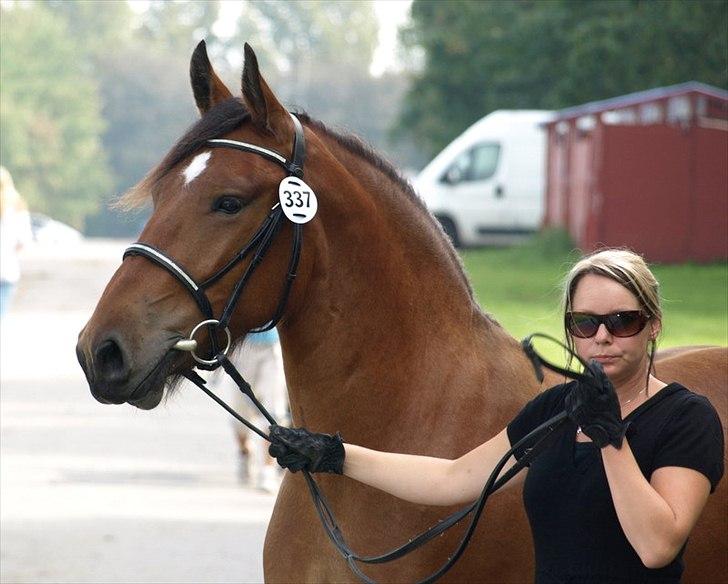 Anden særlig race Flemming - store hestedag 2011 billede 6