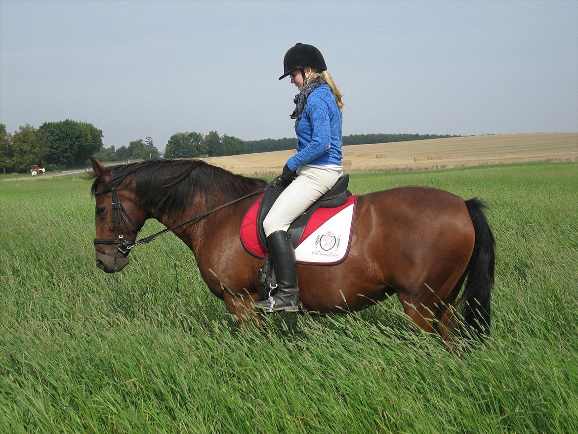 Dansk Varmblod Melissa  - Velkommen til Damen profil.. på vej hjem efter en tur på banen.. Foto Tea billede 1