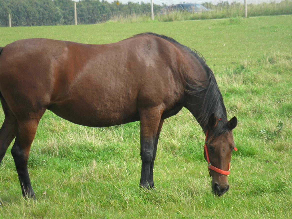 Dansk Varmblod Melissa  - Påvej ud og hente damen på folden.. Foto Tea billede 2