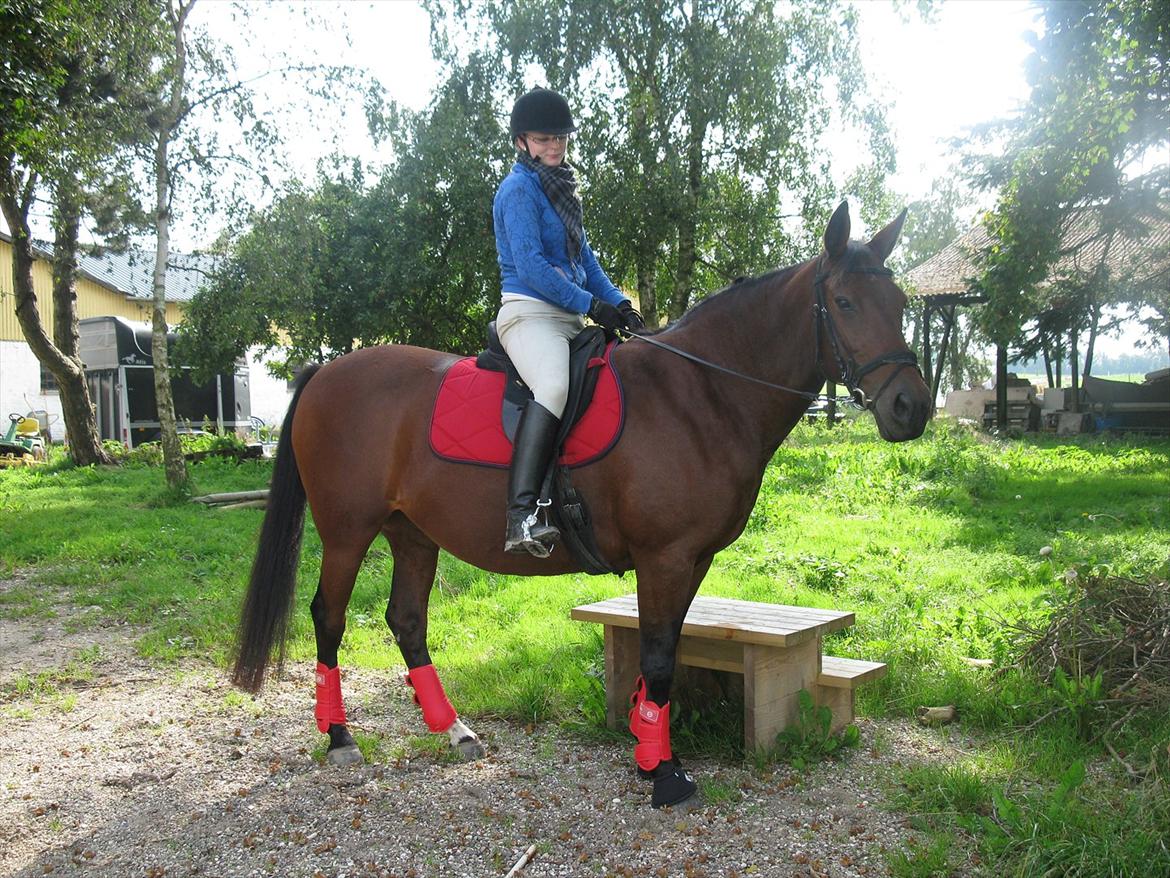 Dansk Varmblod Melissa  - Er lige hoppet op.. Foto Tea billede 3