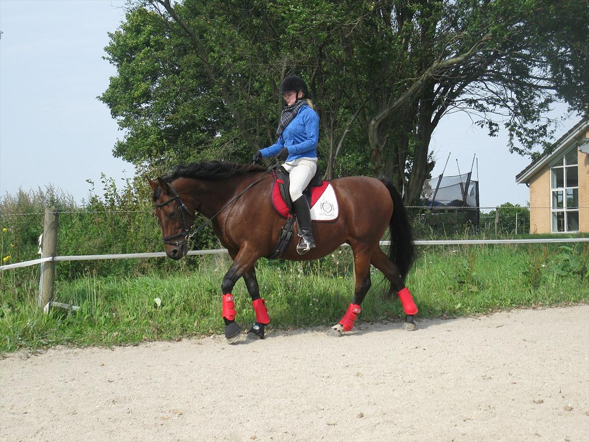 Dansk Varmblod Melissa  - Dressur træning den 4 septemper foto Tea billede 4