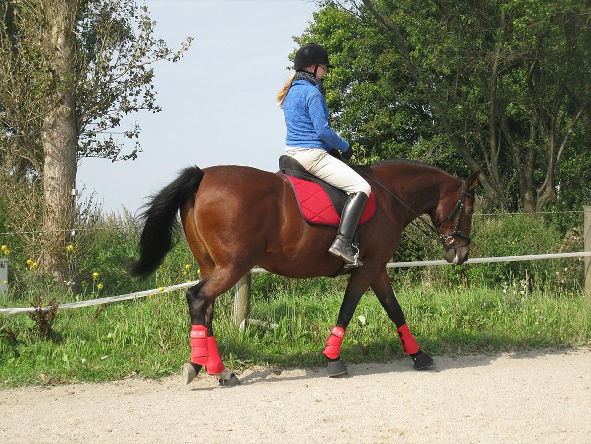 Dansk Varmblod Melissa  - Dressur træning den 4 septemper foto Tea billede 5
