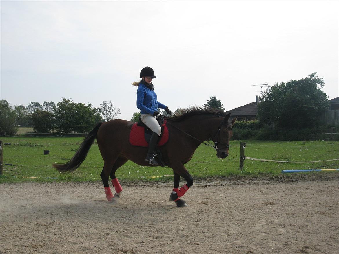 Dansk Varmblod Melissa  - Dressur træning den 4 septemper foto Tea billede 6