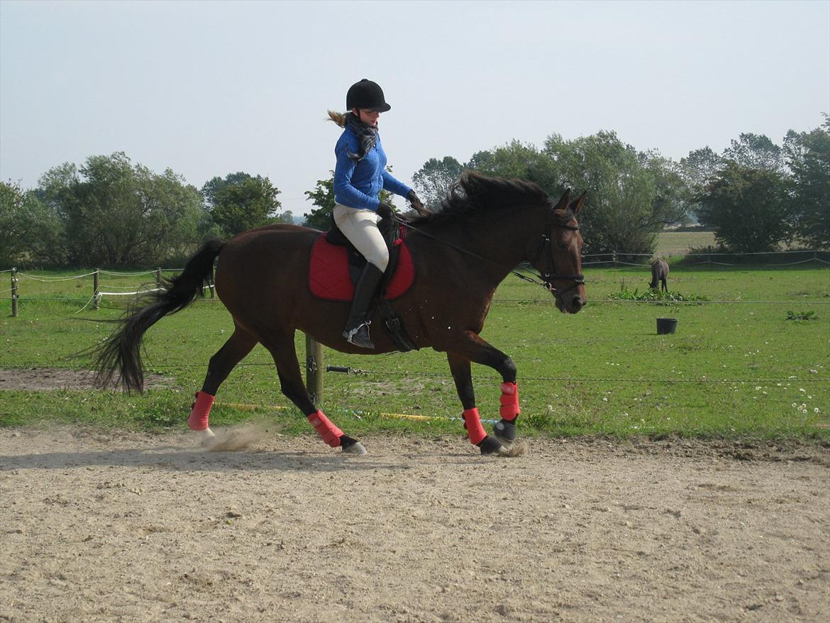 Dansk Varmblod Melissa  - Dressur træning den 4 septemper foto Tea billede 7