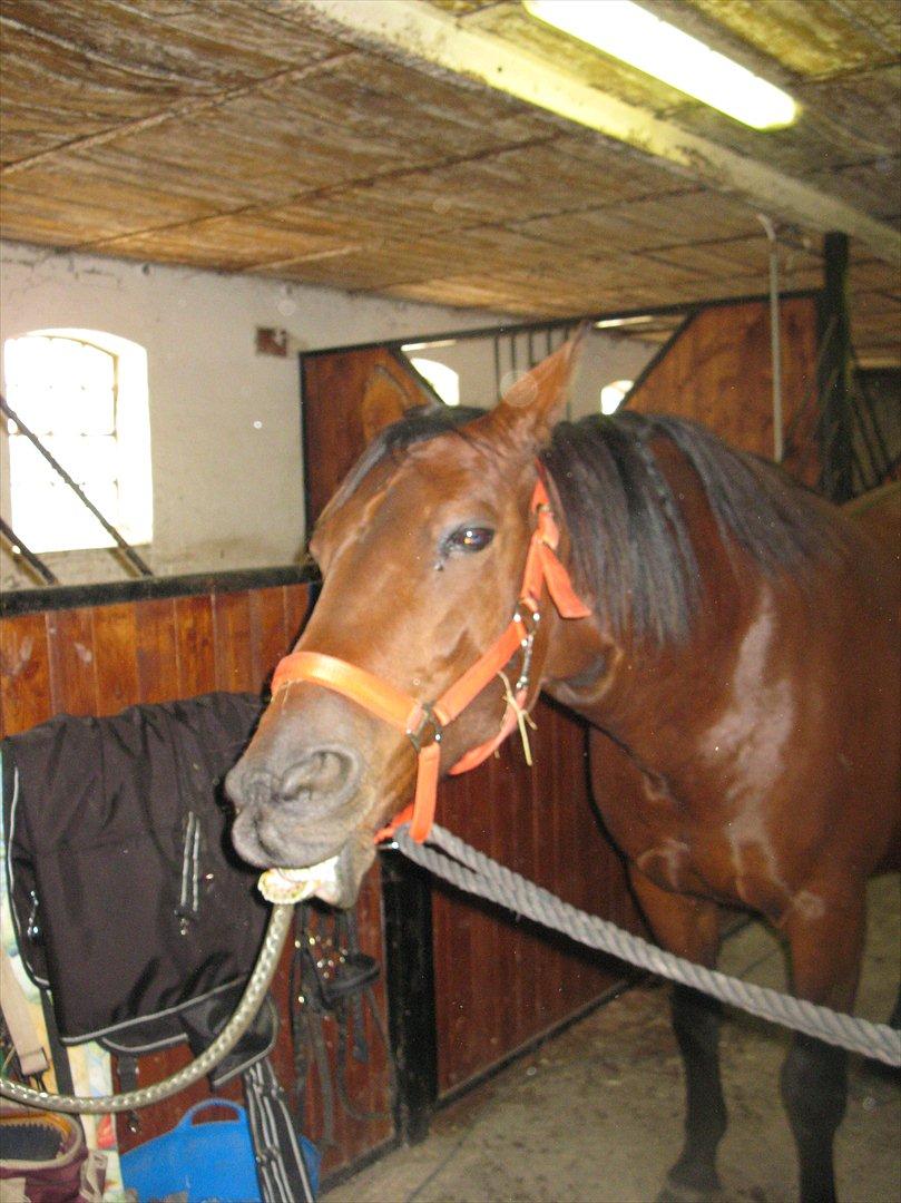Dansk Varmblod Melissa  - På staldgangen før vi rider.. Foto Tea billede 8