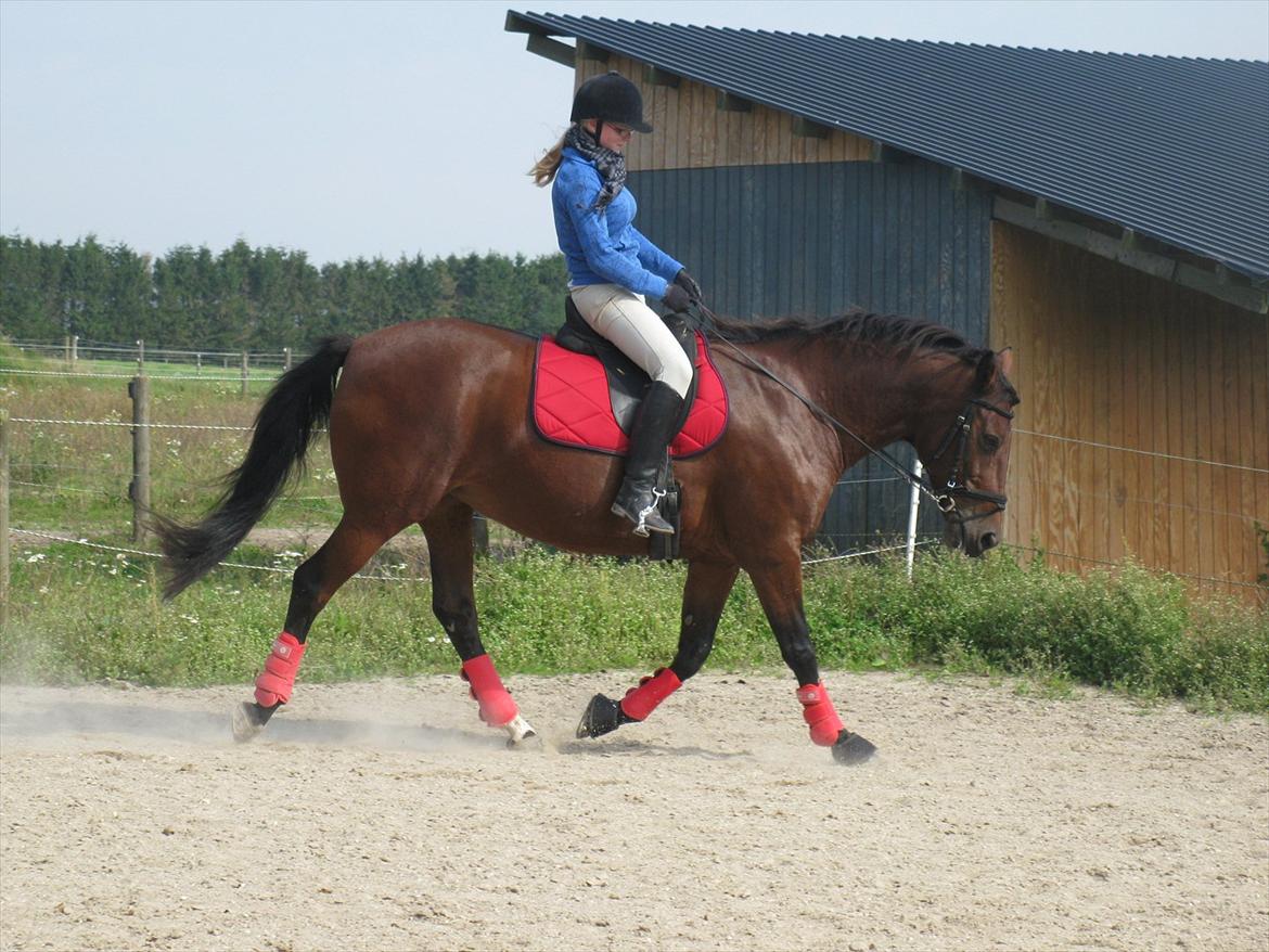 Dansk Varmblod Melissa  - Dressur træning den 4 septemper foto Tea billede 12