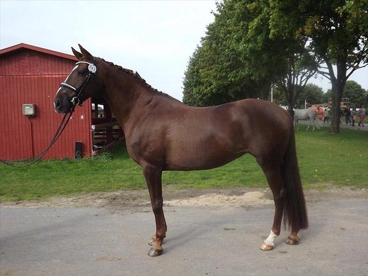 Anden særlig race Daisy - Billede er taget den 3. Sep. 2011 billede 5