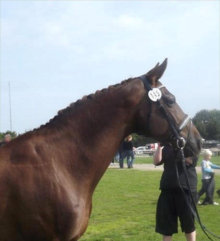 Anden særlig race Daisy - Billede er taget den 3. Sep. 2011 billede 4