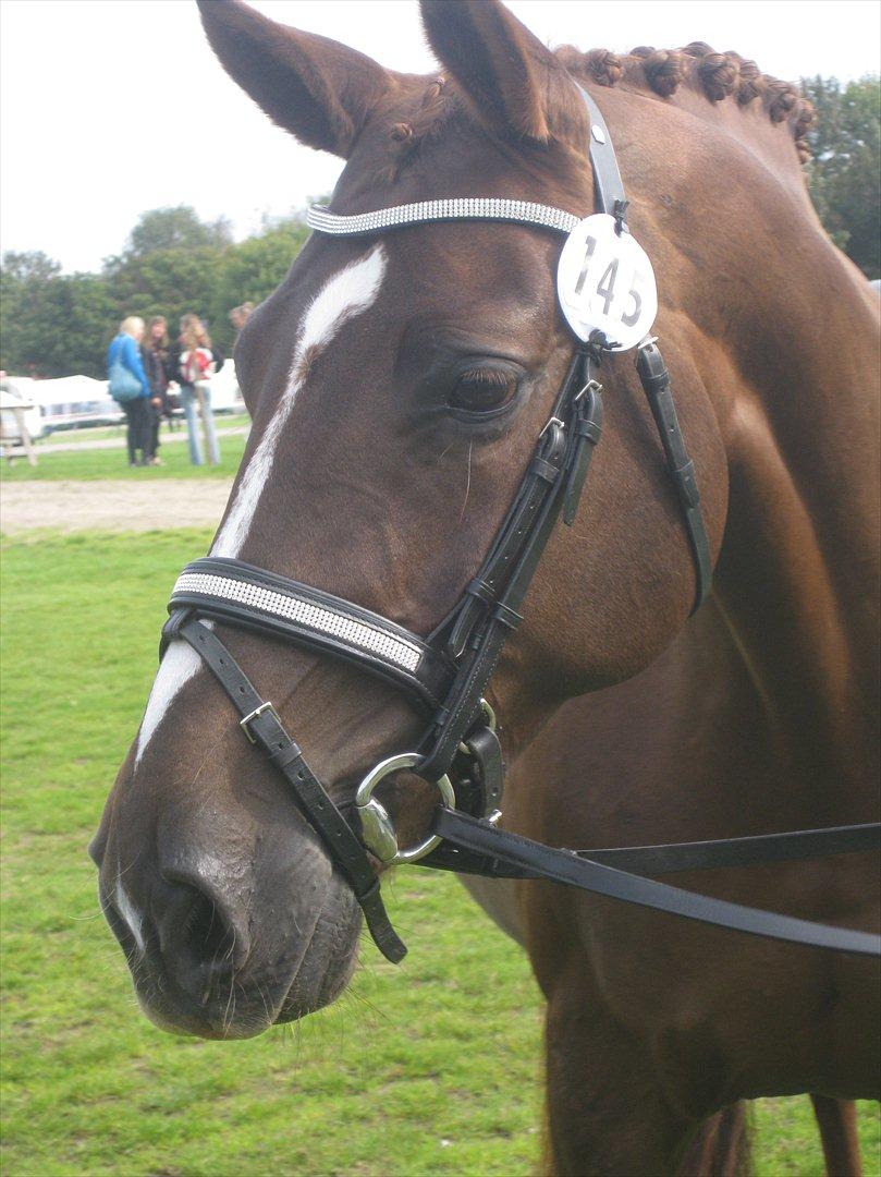 Anden særlig race Daisy - Billede er taget den 3. Sep. 2011 billede 3