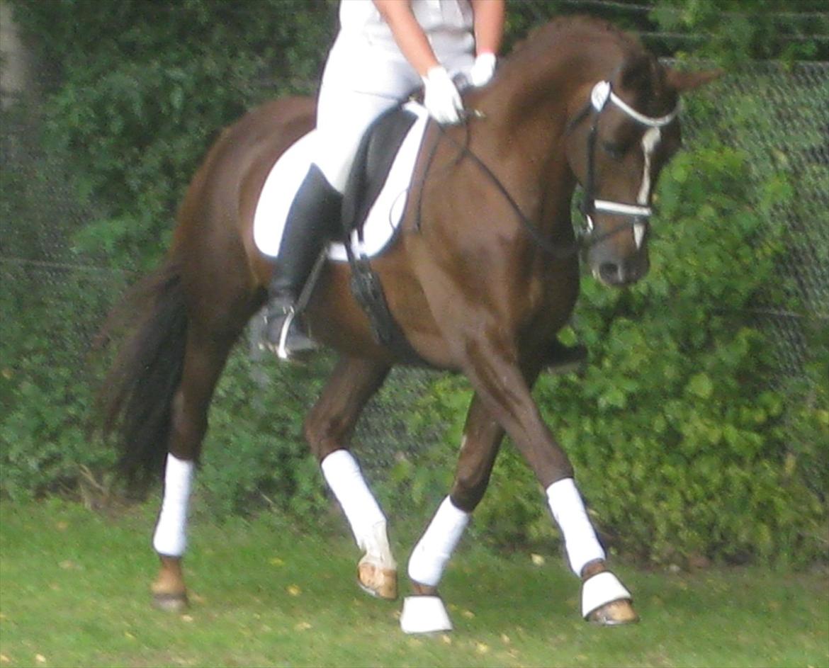 Anden særlig race Daisy - Daisy og Kimie den 3. Sep. 2011 billede 7