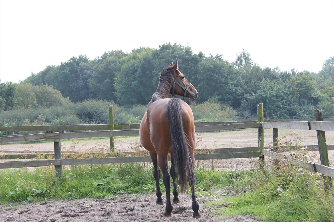 Dansk Varmblod Bellevue billede 2