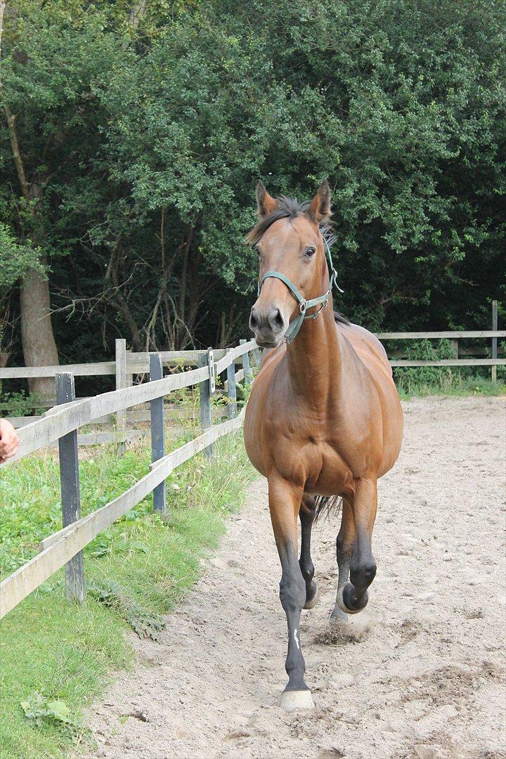 Dansk Varmblod Bellevue billede 3