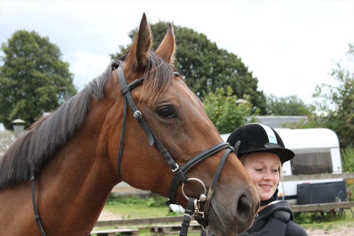 Dansk Varmblod Bellevue billede 4